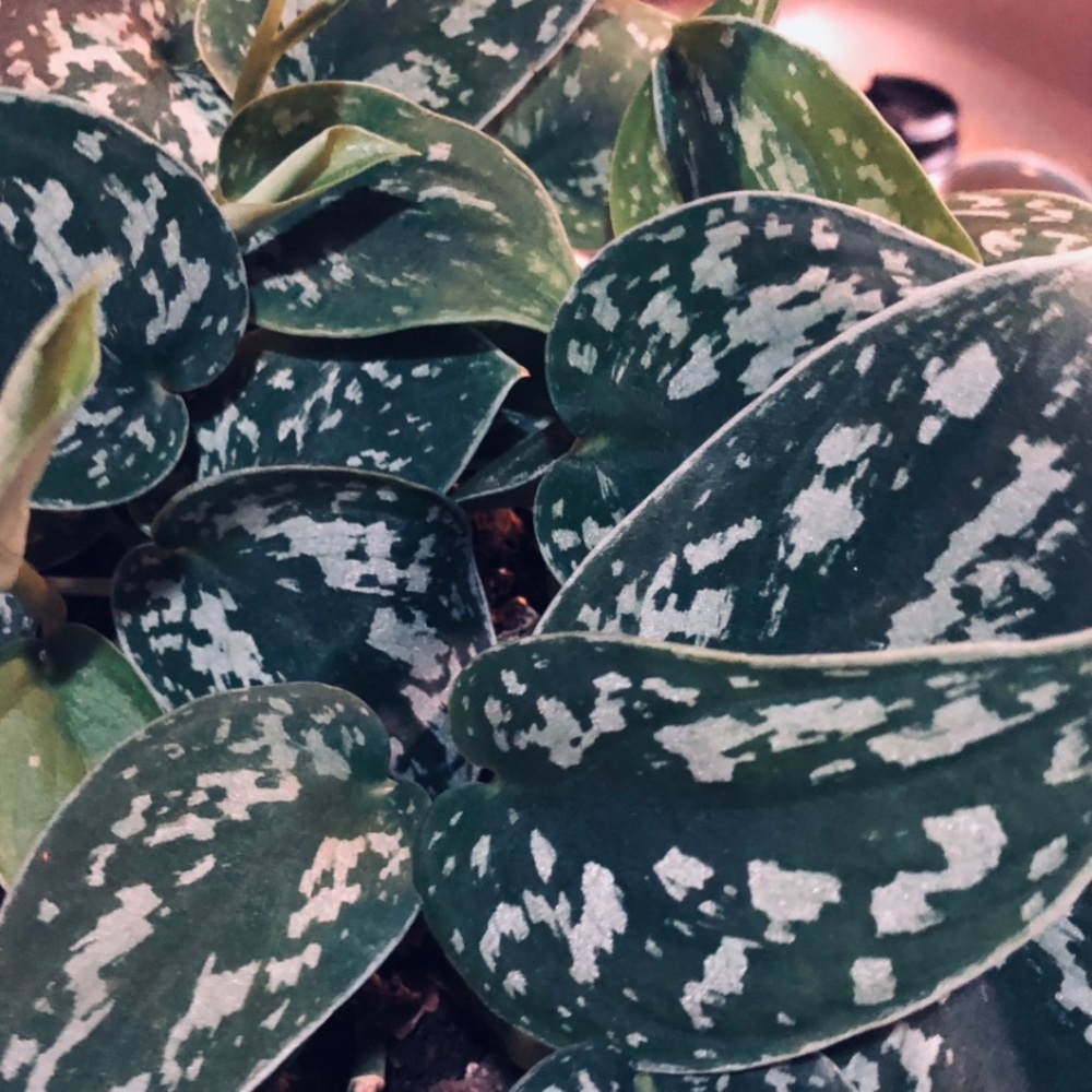 HOUSE PLANT CUTTINGS!! RARE Heartleaf Philodendron BRASIL Cutting, + many others - Picture 9 of 10